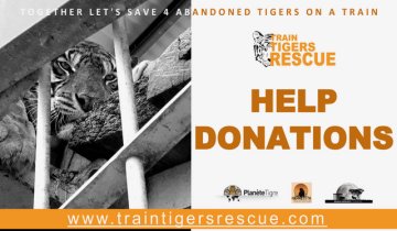 Train Tigers Rescue Appeal...